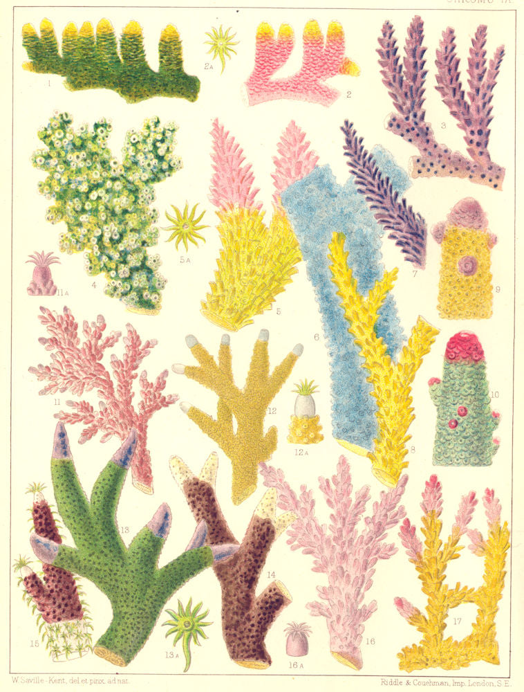 CORAL Madrepora prostrata Kenti ornata decipiens laxa secunda grandis 1893